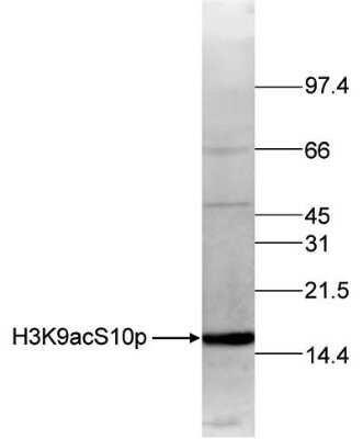 Western Blot: Histone H3 [ac Lys9, p Ser10] Antibody [NBP2-59163] - Histone extracts of HeLa cells (15 ug) were analysed by Western blot using the antibody against H3K9acS10p diluted 1:250 in TBS-Tween containing 5% skimmed milk. Observed molecular weight is ~15 kDa.